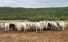 Carving out a regenerative path for Brazilian beef 