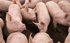 Vital steps needed to turn pig industry around