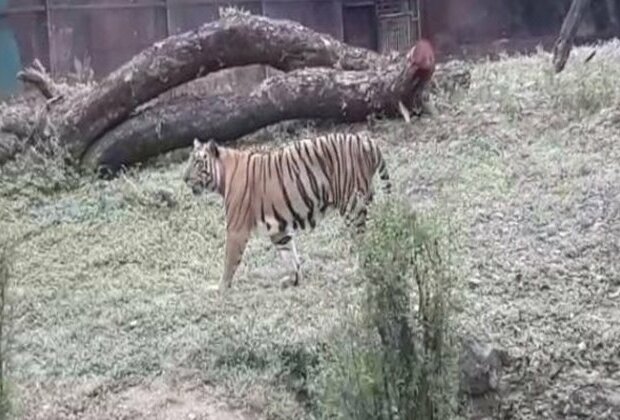 State Bank of India adopts 15 tigers at Hyderabad zoo