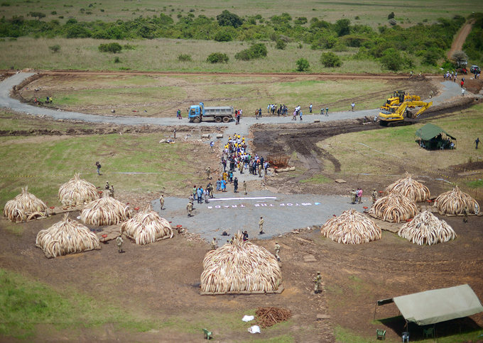 n aerial view shows continuing preparations around illegal stockpiles of ivory stacked up onto 10 individual pyres in airobis national park as they wait to be burned in what is said to be the biggest stockpile destruction in history  hoto