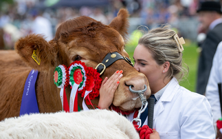 ROYAL WELSH SHOW: Maraiscote Tangerine takes Royal Welsh beef title