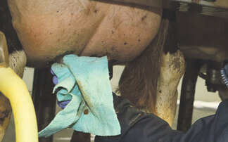 The true cost of mastitis: Why dairy farms should calculate mastitis losses