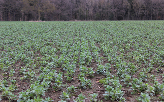 Growers urged to consider beans as Defra reveals fall in cropped area