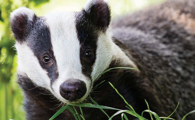 Badger cull reduced bTB by up to 60 per cent