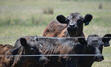Australian beef exports still strong despite US tariffs. 