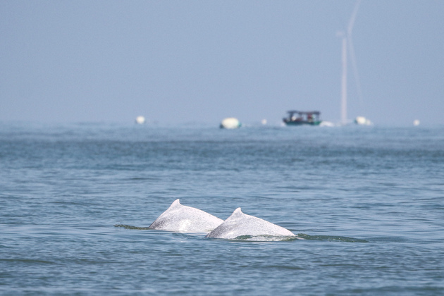 (HainanOutlook) CHINA-HAINAN-CHINESE WHITE DOLPHINS (CN)