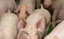 Latest pig market updates: Opportunities for market growth in 2025