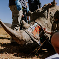 SOUTH AFRICA-LIMPOPO-RHINO-RADIOISOTOPE-PROTECTION