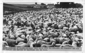 Auction lookback: Historic pics of the marts