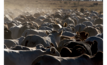  Australia's cattle herd is set to reach 28.7 million. Image courtesy MLA.