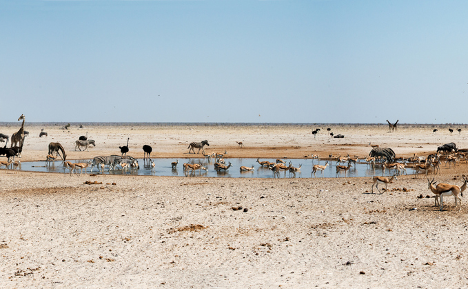 Animals around a waterhole during a severe drought in Etosha National Park, Namibia