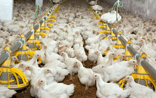 Demand for poultrymeat is growing, but can UK producers keep up?