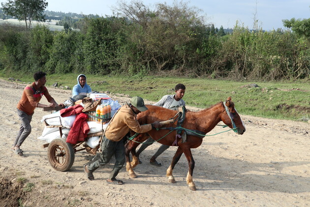 In Pics: Horses serve vital role in Ethiopia's economic, social life
