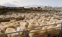 Farming sector warns it will 'suffer' as new bluetongue restrictions come into force