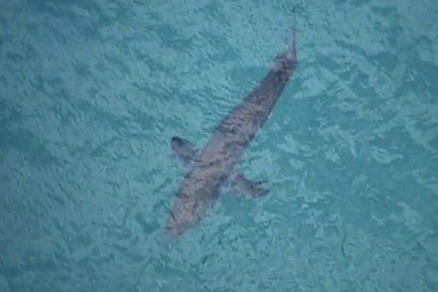 3-Meter Great White Shark Kills Surfer in Australia