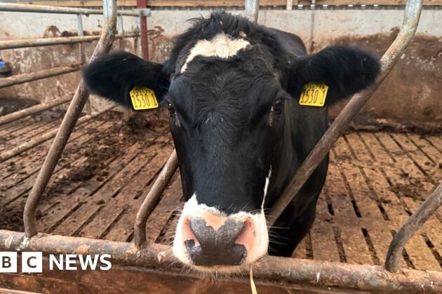 Farm animal thefts in Northern Ireland linked to organised crime