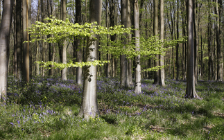 Western Forest plan to create 2,500 hectares of new woodland by 2030