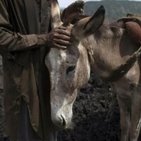 Pakistan: 1000 kg of unhygienic donkey meat seized in Islamabad