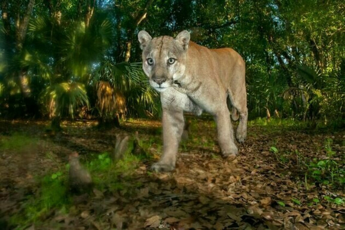 Florida panthers and black bears need a literal path for survival - here's how the Florida Wildlife Corridor provides it in one of the fastest-growing US states