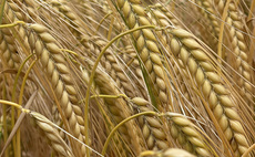 2026 Recommended Lists sees fewer barley variety additions