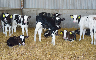 Calf housing grant - who is eligible and how to apply
