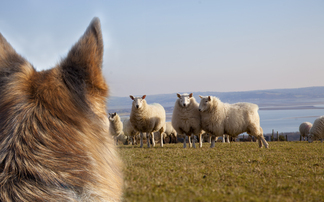 One farmer's livestock worrying 'misery' leads to dog owner's second conviction