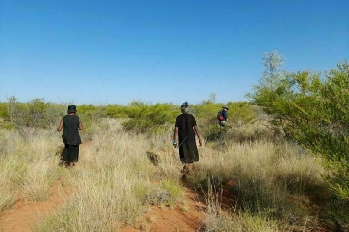 Scientists worked with Walpiri to track down bilby poo - and uncover clues to help conserve these iconic animals