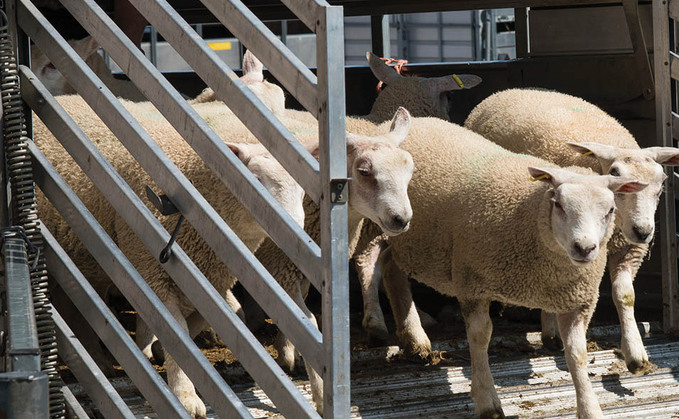 Concern as Animal Welfare Bill fails to consider abattoir capacity