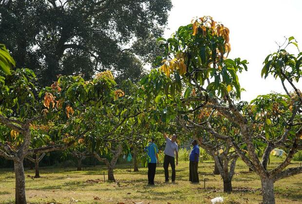 Sri Lankan orchardists' harvest dreams with Chinese agricultural techniques