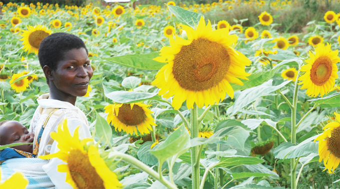  sunflower garden in okolo district ango region is one of the leading sunflower growing areas in the country