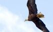 EOG data suggests Eagle Ford may no longer soar 