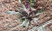 A gall affected skeleton weed plant at a site in Narembeen in WA.. 