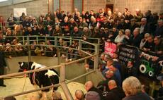 Irish farmers urged not to accept cattle price reductions
