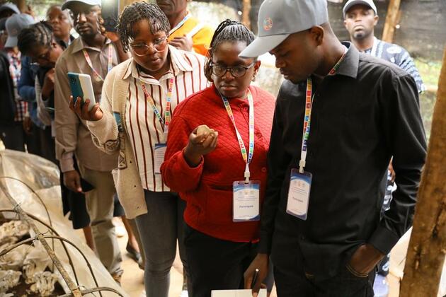 (Hello Africa) African experts spot potential of Juncao technology to boost livelihoods, sustainable agriculture