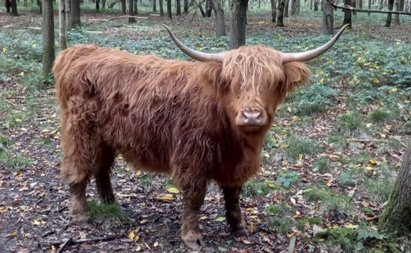 The projects will help create, restore and connect places for wildflowers, trees and wildlife, where the environment has been impacted by historic road building. Conservation grazing Highland cattle help create nature rich habitat. Credit: Beds, Cambs & Northants Wildlife Trust