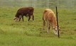Mecardo said floods in 2012 saw May and June cattle slaughter lower in Queensland, but current floods and rainfall events are unprecedented and therefore the impact is hard to predict. 