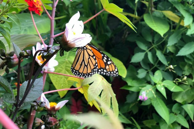 Community and school gardens don&#039;t magically sprout bountiful benefits