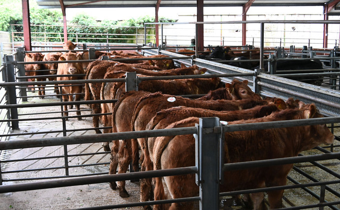  Sales round up: Record averages at Bishops Castle, Angus to 9,400gns online and store cattle to £3,350 at Darlington