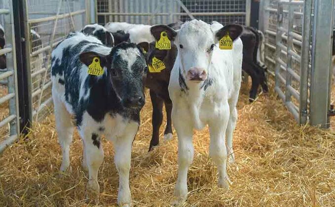 Look for 'easy-wins' to wean more calves