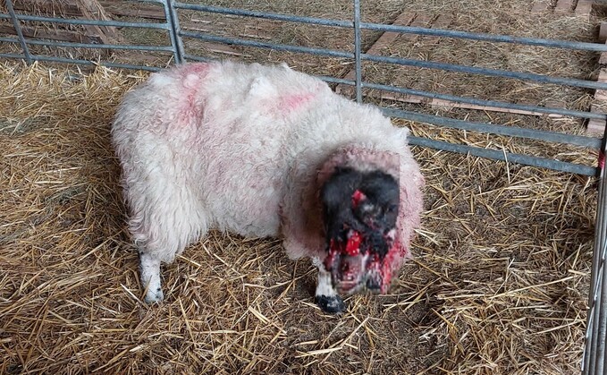 Police said the sheep had been cornered against a wall and had its face and ears ripped off during the attack. It was later put to sleep. (Derbyshire Rural Crime Team)