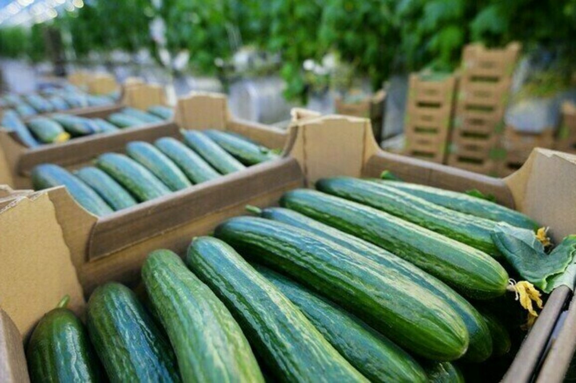 Polish farmers call for Russian cucumber ban