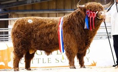 Highlands top at 22,000gns to US buyer