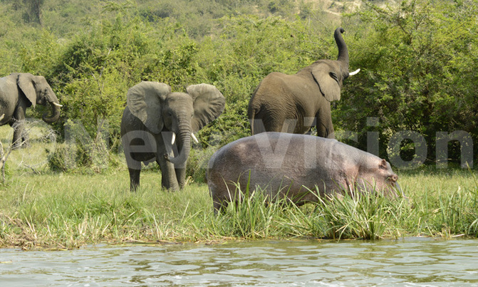 Bee scent could repel elephants, prevent conflict with humans: study Bee scent could repel elephants, prevent conflict with humans: study