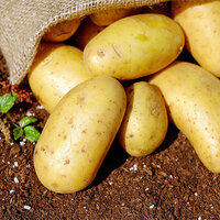 Cabinet approves establishment of International Potato Centre in Agra