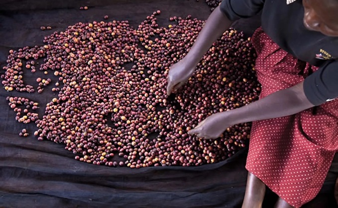 A smallholder farmer sorts cocoa beans / Credit: Mars