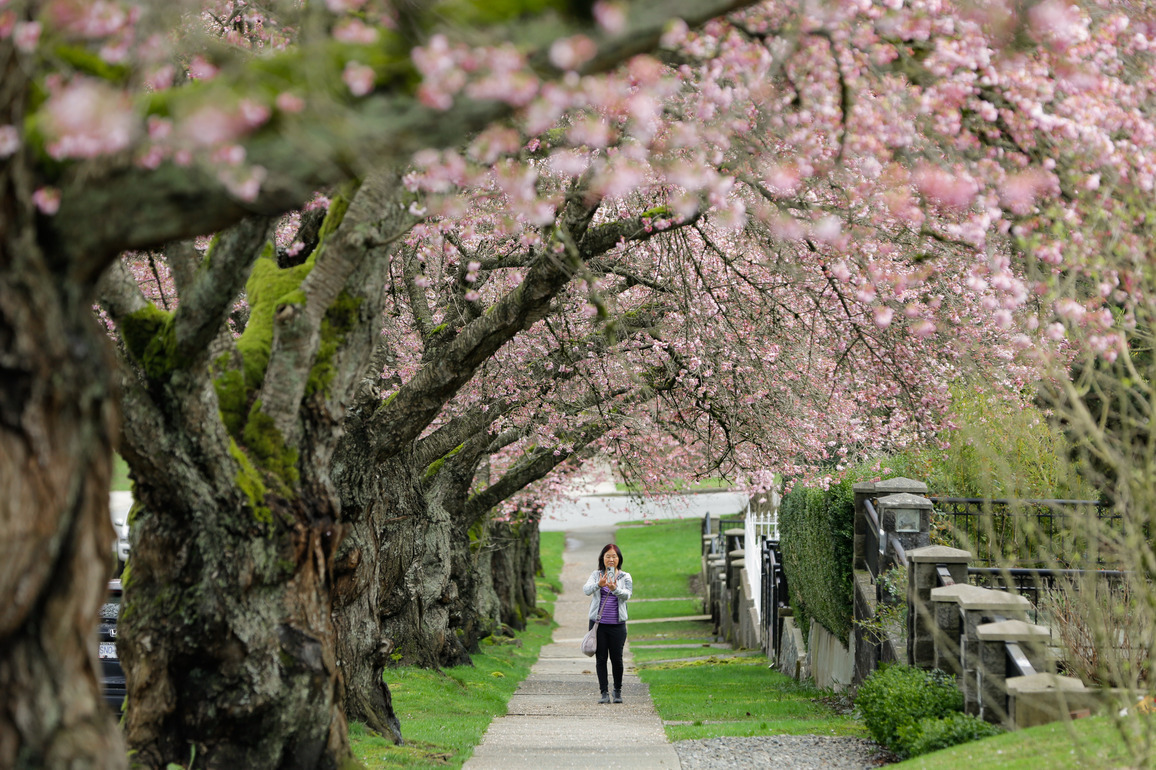 CANADA-VANCOUVER-CHERRY BLOSSOMS