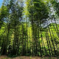 East China province taps forest wealth with green finance
