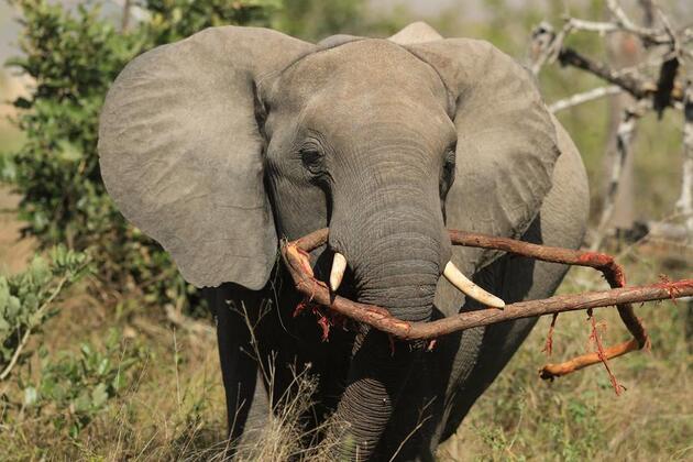 (Hello Africa) South Africa's iconic Kruger National Park enters 2nd century with legacy of conservation