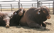 Farmer confidence soars despite hot summer