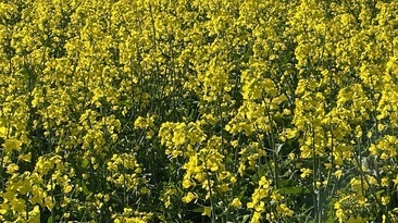 Growing consecutive canola crops in the same paddock can have serious disease ramifications.
